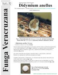 Attēlu rezultāti vaicājumam “Didymiaceae”