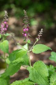 Attēlu rezultāti vaicājumam “Stachys sylvatica flower”