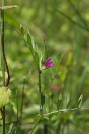 Attēlu rezultāti vaicājumam “Vicia angustifolia leaf”