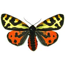 Attēlu rezultāti vaicājumam “Parasemia plantaginis”