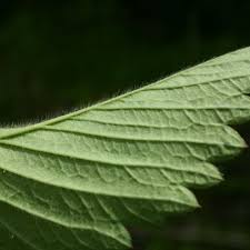 Attēlu rezultāti vaicājumam “Fragaria moschata leaf”
