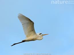 Attēlu rezultāti vaicājumam “Egretta alba”
