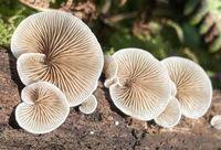 Attēlu rezultāti vaicājumam “Crepidotus versutus”