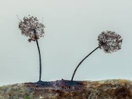 Attēlu rezultāti vaicājumam “Collaria rubens”