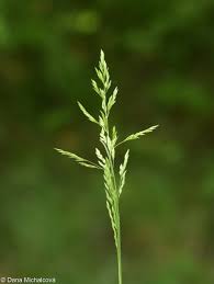 Attēlu rezultāti vaicājumam “Poa pratensis fruit”