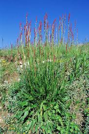 Attēlu rezultāti vaicājumam “Rumex acetosa leaf”