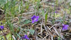 Attēlu rezultāti vaicājumam “Lentibulariaceae”
