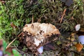 Attēlu rezultāti vaicājumam “Postia sericeomollis”