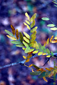 Attēlu rezultāti vaicājumam “Gleditsia triacanthos leaf”
