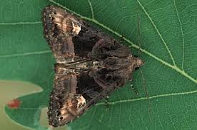 Attēlu rezultāti vaicājumam “Euplexia lucipara”