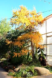 Attēlu rezultāti vaicājumam “Larix sibirica”