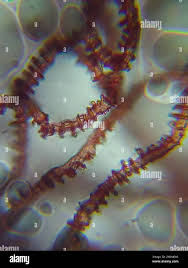 Attēlu rezultāti vaicājumam “Arcyria minuta”