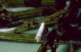 Attēlu rezultāti vaicājumam “Lyonetiidae”