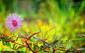 Image result for pohon semalu images