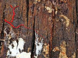 Attēlu rezultāti vaicājumam “Willkommlangea reticulata macro”