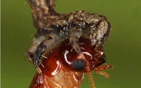 Attēlu rezultāti vaicājumam “Eupithecia icterata female”