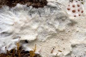 Attēlu rezultāti vaicājumam “Porotheleum fimbriatum”