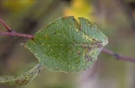 Attēlu rezultāti vaicājumam “Tranzschelia pruni-spinosae”