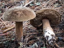 Attēlu rezultāti vaicājumam “Porphyrellus porphyrosporus”