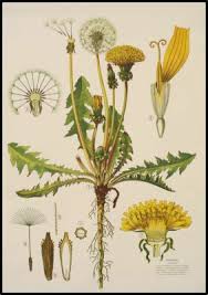 Attēlu rezultāti vaicājumam “Taraxacum suecicum leaf”