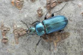Attēlu rezultāti vaicājumam “Platycerus caraboides”