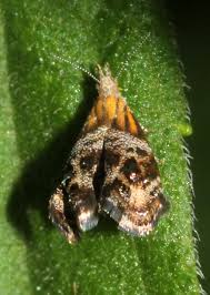 Attēlu rezultāti vaicājumam “Cribraria tenella macro”