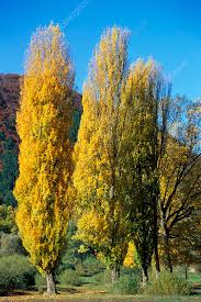 Attēlu rezultāti vaicājumam “Populus nigra Italica”