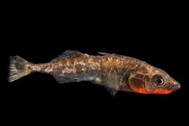 Attēlu rezultāti vaicājumam “Gasterosteus aculeatus”