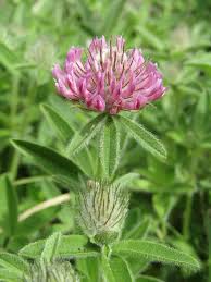 Attēlu rezultāti vaicājumam “Trifolium alpestre”