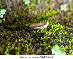 Attēlu rezultāti vaicājumam “Oncocera semirubella”