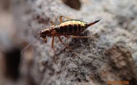 Attēlu rezultāti vaicājumam “Boreus”