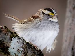 Attēlu rezultāti vaicājumam “Physarum alexandrowiczii sessile”