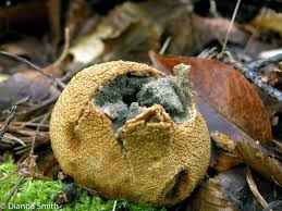 Attēlu rezultāti vaicājumam “Hemitrichia lutescens sessile”