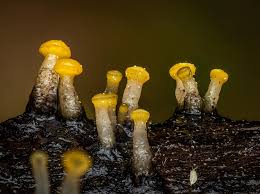 Attēlu rezultāti vaicājumam “Neocudoniella albiceps”