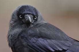 Attēlu rezultāti vaicājumam “Corvus monedula adult”
