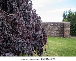 Attēlu rezultāti vaicājumam “Fagus sylvatica fo. purpurea”