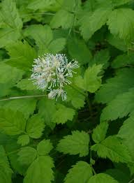 Image result for Christophskraut