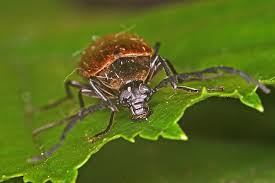 Attēlu rezultāti vaicājumam “Pseudocistela ceramboides”