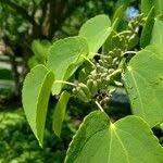 Attēlu rezultāti vaicājumam “Cercidiphyllum japonicum fruit”