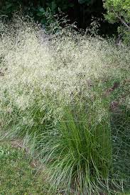 Attēlu rezultāti vaicājumam “Deschampsia cespitosa”