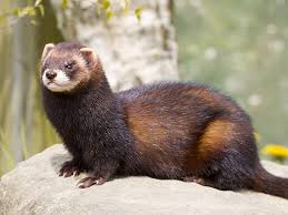 Attēlu rezultāti vaicājumam “Mustela putorius”