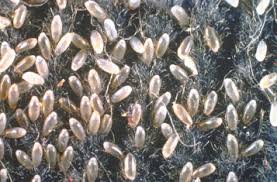 Attēlu rezultāti vaicājumam “Licea chelonoides spores”