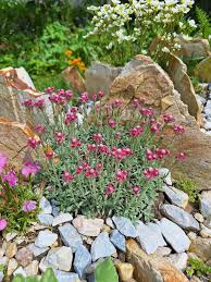 Attēlu rezultāti vaicājumam “Antennaria dioica female flower”