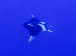 Image result for Mobula birostris