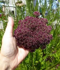 Image result for Daucus carota