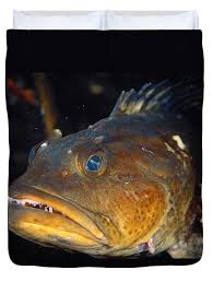 Image result for Ophiodon elongatus