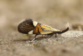 Attēlu rezultāti vaicājumam “Oecophoridae”