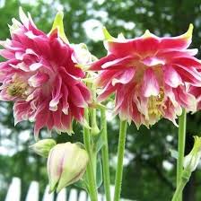 Image result for Aquilegia vulgaris `Nora Barlow`
