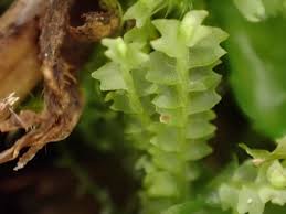 Attēlu rezultāti vaicājumam “Leiocolea rutheana”