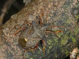 Attēlu rezultāti vaicājumam “Picromerus bidens”